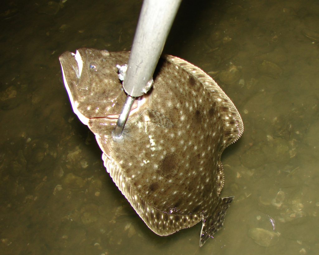 Gigged flounder - out of water - 2
