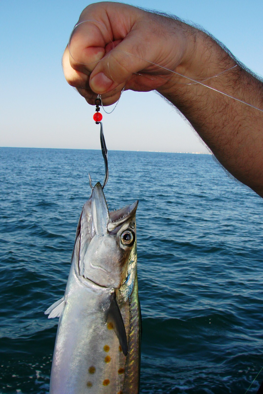 North Carolina Spanish Mackerel Fishing Tips 