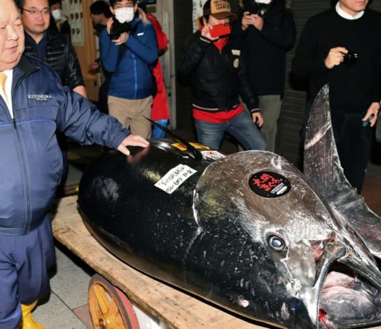 Kiyomura Corp owner Kiyoshi Kimura, left, with the bluefin tuna for which he made a wining bid at the annual New Year auction, in Tokyo on Saturday. CREDIT: AP
