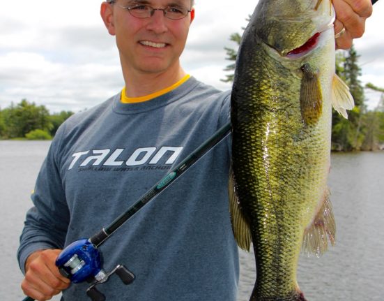 New insights on the color vision of bass