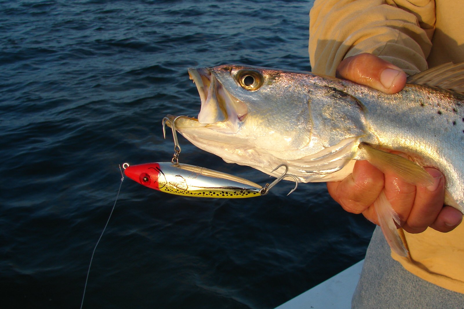 How to Catch Spotted [Speckled] Sea Trout - Trout Fishing Tips