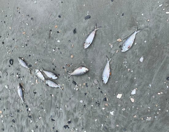 State Line Menhaden Kil